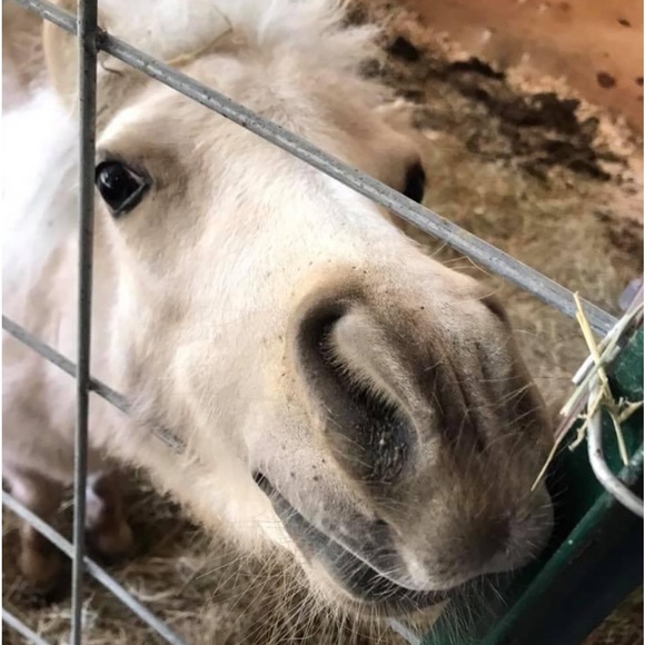 Meet your Posher, Brenda - Picture 5 of 7